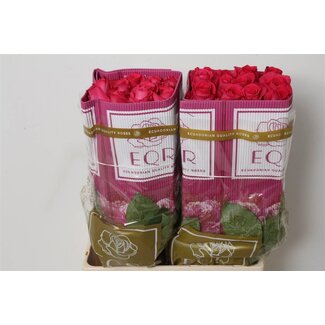 Freshy Großblütige Rose “Pink Floyd” | Farbe: Rosa | Länge ± 60 centimeter | Herkunft Ecuador | Pro 25 frische Blumen