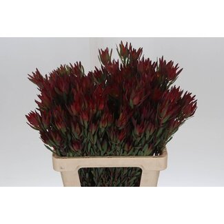 Freshy Leucadendron Salignum “Blush” | Couleur: Rouge | Longueur ± 60 centimètres | Par 20 fleurs fraîches