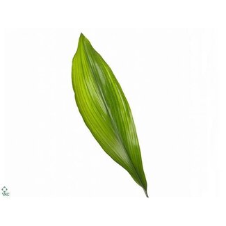 Freshy Aspidistra panachée Kwartjesplant | Couleur: Vert | Longueur ± 60 centimeter | Par 5 bottes