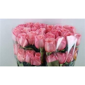 Freshy Rosen “Pink Xpression” | Farbe: Rosa | Länge ± 50 centimeter | Pro 25 Rosen