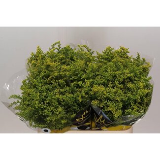 Freshy Solidago “Carzan Glory” | Farbe: Gelb | Länge ± 80 centimeter | Pro 25 Stiele frische Blumen