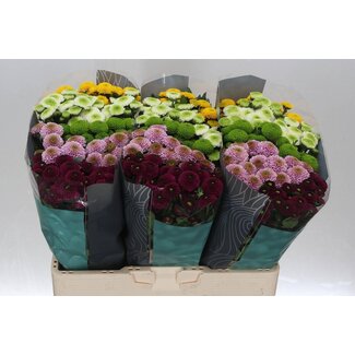 Freshy Chrysanthemum Chrysantheme Santini Pompon Gemischt | Farbe: Gemischte Farben | Länge ± 55 centimeter | Pro 25 Stiele frische Blumen