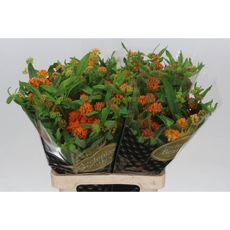 Freshy Asclepias Tuberosa plante en soie | Couleur: Oranje | Longueur ± 70 centimeter | Par 10 fleurs fraîches