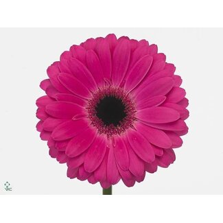 Freshy Gerbera “Rich” | Kleur: Roze | Lengte ± 50 centimeter | Per 10 verse bloemen