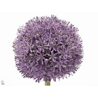 Freshy Allium Sierui “Gladiator” | Farbe: Lila | Länge ± 90 centimeter | Pro 10 Stielen frische Blumen