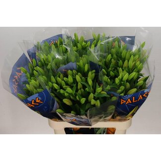 Freshy Lys Longiflorum x Lys asiatique Aqua “Caesars Palace” | Couleur: Orange | Longueur ± 90 centimeter | Par 10 tiges de fleurs fraîches