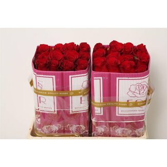 Freshy Großblütige Rose “Freedom” | Farbe: Rot | Länge ± 50 centimeter | Herkunft Ecuador | Pro 25 frische Blumen