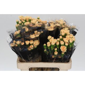 Freshy Œillet en grappe “Dune” | Couleur: abricot | Longueur ± 60 centimètres | Par 25 fleurs fraîches