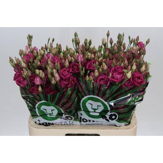 Freshy Eustoma Lisianthus Double “Rosita Cherry” | Couleur: Rouge | Longueur ± 70 centimeter | Par 10 tiges de fleurs fraîches