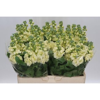 Freshy Veilchen “Mathilda Gelb” | Farbe: Gelb | Länge ± 55 centimeter | Pro 10 Stiele frische Blumen