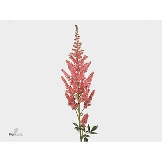 Freshy Astilbe Chinensis “Vision Pink” | Farbe: Rosa | Länge ± 75 centimeter | Pro 10 Stiele frische Blumen