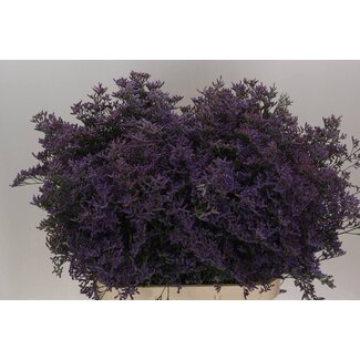 Freshy Limonium Safora “Bleu classique” | Couleur: Bleu | Longueur ± 90 centimeter | Par 25 tiges de fleurs fraîches