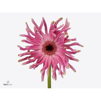 Freshy Gérbera “Pastini Vittoria” | Couleur: Rose | Longueur ± 50 centimeter | Par 25 fleurs fraîches