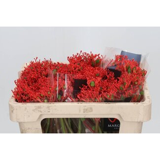 Freshy Jatropha Podagrica “Firecracker” | Farbe: Rot | Länge ± 45 centimeter | Pro 10 frische Blumen