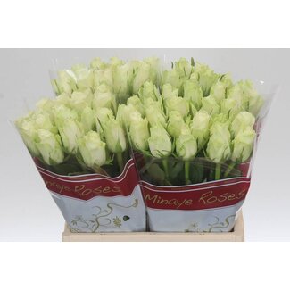 Freshy Roses “Athena” | Couleur: Blanc | Longueur ± 40 centimeter | Par 20 roses