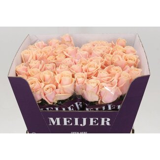 Freshy Rosen “Pearl Avalanche” | Farbe: Rosa | Länge ± 60 centimeter | Pro 10 Rosen