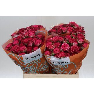 Freshy Roses en grappes “Vanessa” | Couleur: Blanc Rose | Longueur ± 60 centimètre | Par 10 fleurs fraîches