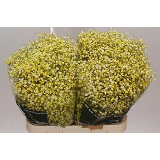 Freshy Gypsophila Schleierkraut Farbbehandelt | Farbe: Gelb | Länge ± 80 centimeter | Pro 25 Stiele frische Blumen