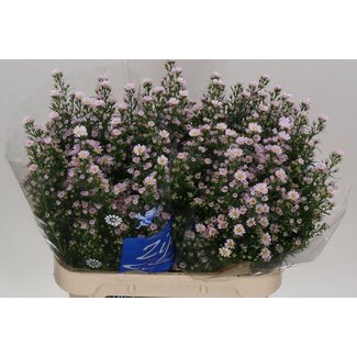 Freshy Aster hollandais “Claudia” | Couleur: Violet | Longueur ± 80 centimeter | Par 25 fleurs fraîches