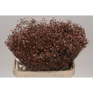 Freshy Gypsophila Gipskraut “Cappucinno” Farbbehandelt | Farbe: Braun | Länge ± 80 centimeter | Pro 25 Stiele frische Blumen