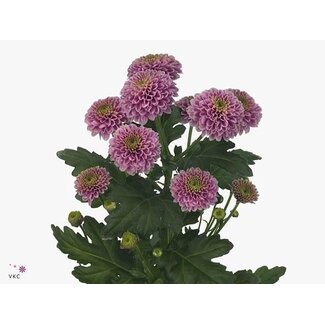 Freshy Chrysanthème Chrysant Santini “Doria” | Couleur: Violet | Longueur ± 55 centimeter | Par 25 tiges de fleurs fraîches
