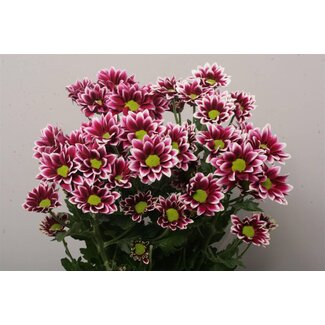 Freshy Spray chrysanthemum Chrysanthemum “Haydar” | Colour: Red | Length ± 70 centimeter | Per 10 stems fresh flowers
