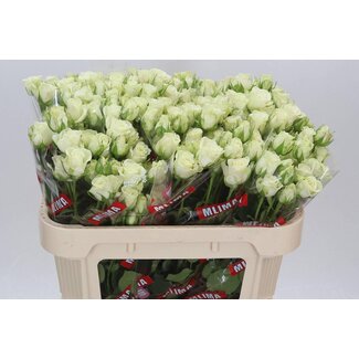 Freshy Roses en grappes “Snowflake” | Couleur: Blanc | Longueur ± 70 centimètres | Par 10 fleurs fraîches