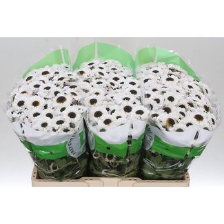 Freshy Chrysanthème Chrysant Santini “Patrese White” | Couleur: Blanc | Longueur ± 55 centimeter | Par 25 tiges de fleurs fraîches