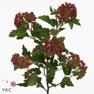 Freshy Physocarpus Diabolo | Kleur: Rood | Lengte ± 70 centimeter | Per 50 takken