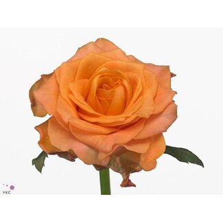 Freshy Rose à grandes fleurs “Twilight” | Couleur: Orange | Longueur ± 40 centimeter | Origine Ecuador | Par 20 fleurs fraîches