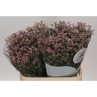 Freshy Limonium Sinuata “Blush Diamond” | Couleur: Rose | Longueur ± 80 centimètre | Par 25 tiges de fleurs fraîches
