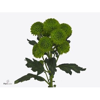 Freshy Chrysanthème Chrysant Santini “Peptalk” | Couleur: Vert | Longueur ± 55 centimeter | Par 25 tiges fleurs fraîches