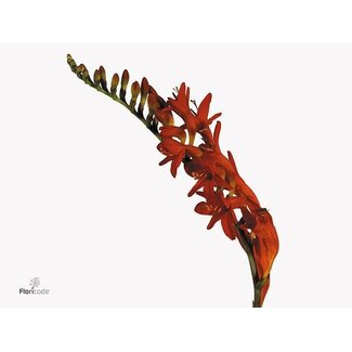 Freshy Crocosmia “Lucifer” | Farbe: Rot | Länge ± 80 centimeter | Pro 25 frische Blumen