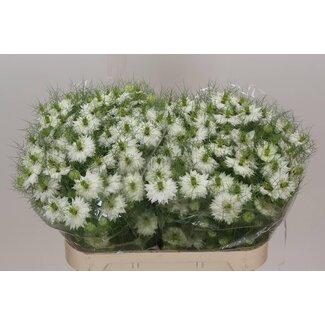 Freshy Nigella Damascena Juffertje-in-het-groen Blanc | Couleur: Blanc | Longueur ± 70 centimeter | Par 5 bouquets