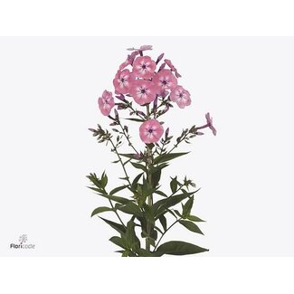 Freshy Phlox Paniculata “Pink Eyes” | Farbe: Rosa | Länge ± 60 centimeter | Pro 25 Stielen frische Blumen