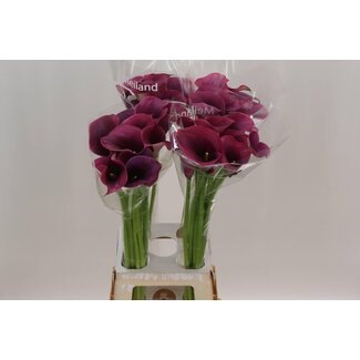 Freshy Zantedeschia Calla “Captain Promise” | Couleur: Rouge | Longueur ± 80 centimètre | Par 10 fleurs fraîches
