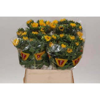 Freshy Helianthus Sonnenblume “Orange Fire” | Farbe: Gelb | Länge ± 80 centimeter | Pro 10 frische Blumen