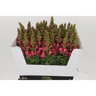 Freshy Antirrhinum Löwenmaul “Avignon Rose” | Farbe: Rosa | Länge ± 70 centimeter | Pro 10 frische Blumen