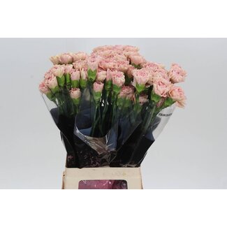 Freshy Lange Nelke “Creola” | Farbe: Weiß Rosa | Länge ± 70 centimeter | Pro 20 frische Blumen