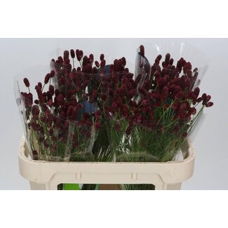 Freshy Sanguisorba Officinalis “Roter Traum” | Farbe: Rot | Länge ± 70 centimeter | Pro 25 Stiele frische Blumen