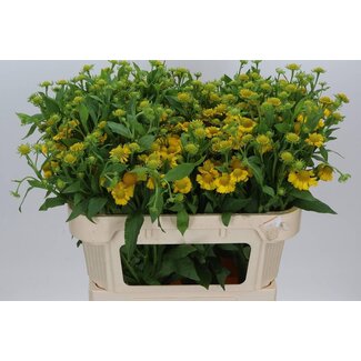 Freshy Helenium “Kanaria” | Couleur: Jaune | Longueur ± 65 centimeter | Par 10 tiges de fleurs fraîches