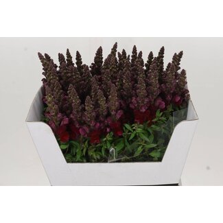 Freshy Antirrhinum Löwenmaul “Maryland Red” | Farbe: Bordeaux | Länge ± 70 centimeter | Pro 10 frische Blumen