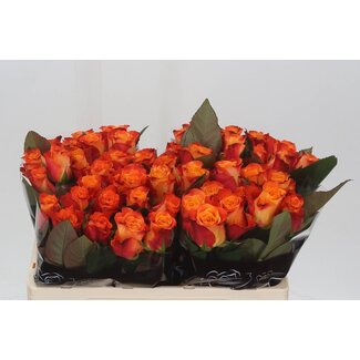 Freshy Rosen “Mariyo” | Farbe: Orange | Länge ± 50 centimeter | Pro 20 Rosen