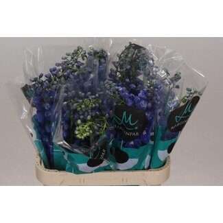 Freshy Delphinium Elatum “Guard Blue” | Couleur: Bleu | Longueur ± 80 centimeter | Par 10 tiges de fleurs fraîches