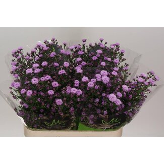 Freshy Nieuwnederlandse Aster Novi-Belgii “Double Date Pink” | Couleur: Violet | Longueur ± 80 centimeter | Par 25 tiges fleurs fraîches