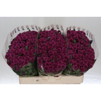 Freshy Chrysanthemum Chrysanthème Santini “Purpetta” | Couleur: Violet | Longueur ± 55 centimeter | Par 25 tiges de fleurs fraîches