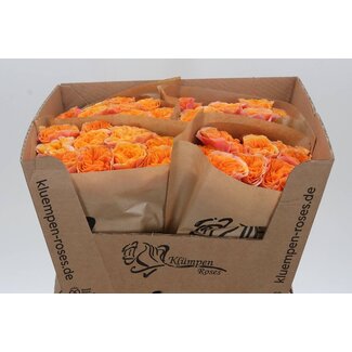 Freshy Rosen “Southpark” | Farbe: Orange | Länge ± 60 centimeter | Pro 10 Rosen