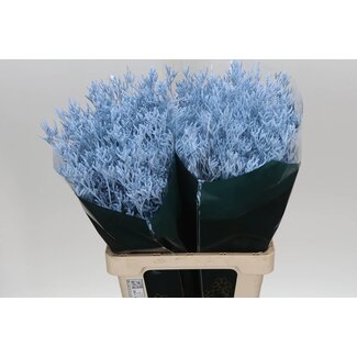 Freshy Limonium Coloré “Skylight Bleu Clair” | Couleur: Bleu Clair | Longueur ± 70 centimeter | Par 25 tiges de fleurs fraîches