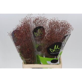 Freshy Talinum Paniculatum “Long John” | Farbe: Gelb | Länge ± 70 centimeter | Pro 25 Stielen frische Blumen
