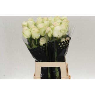 Freshy Großblütige Rose “White Ohara” | Farbe: Weiß | Länge ± 60 centimeter | Herkunft Ecuador | Pro 25 frische Blumen